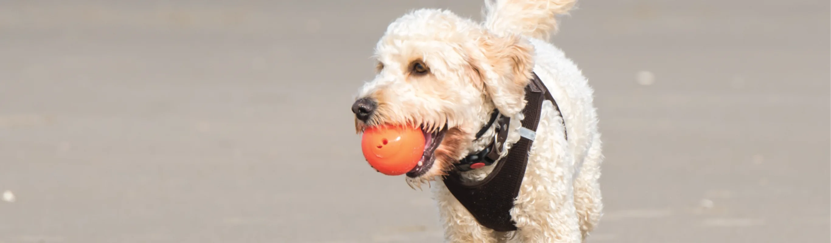 White Poodle is playing on a beach with an orange ball in its mouth. 